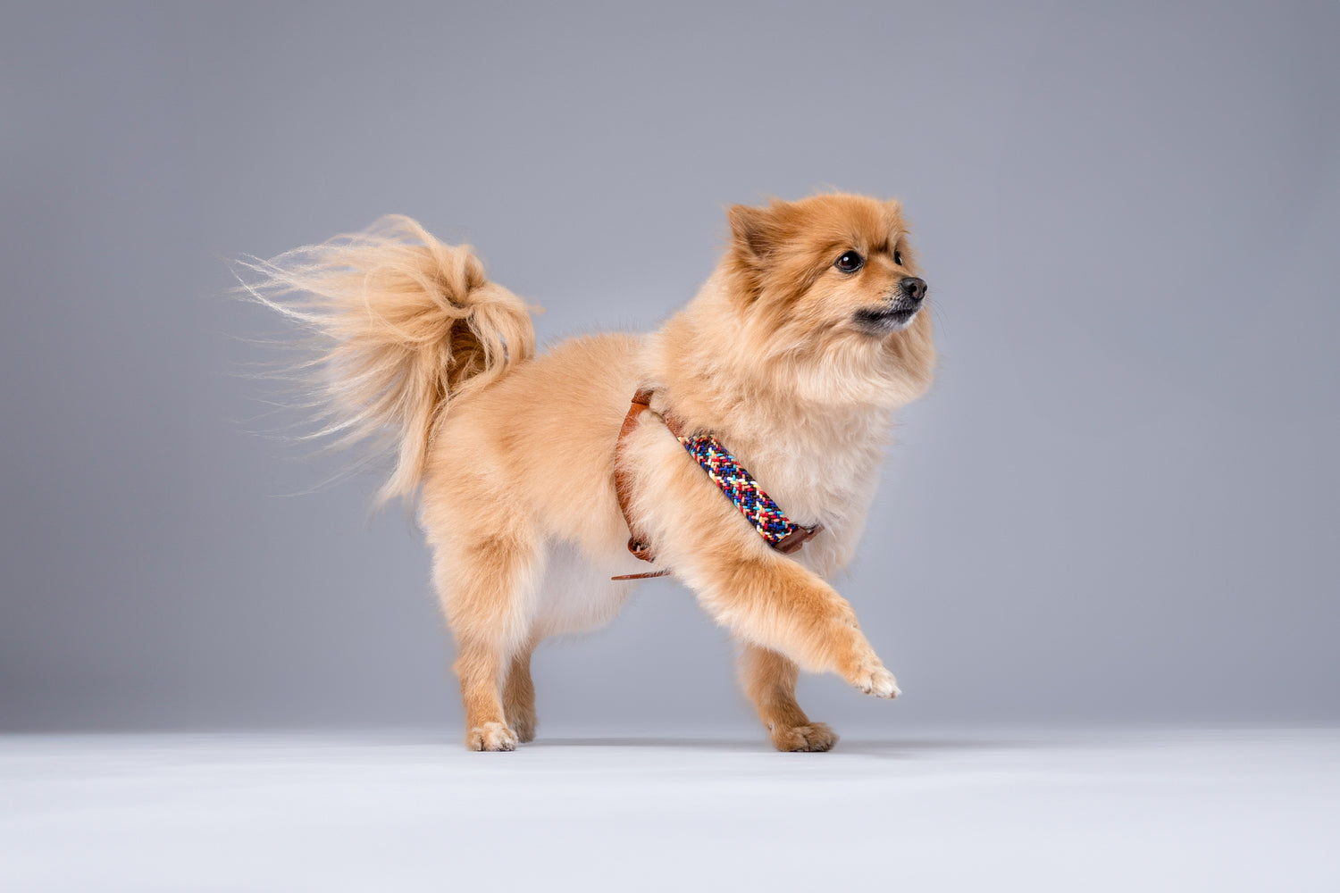 NIMBUS HARNESS - PLAID SPARKIE