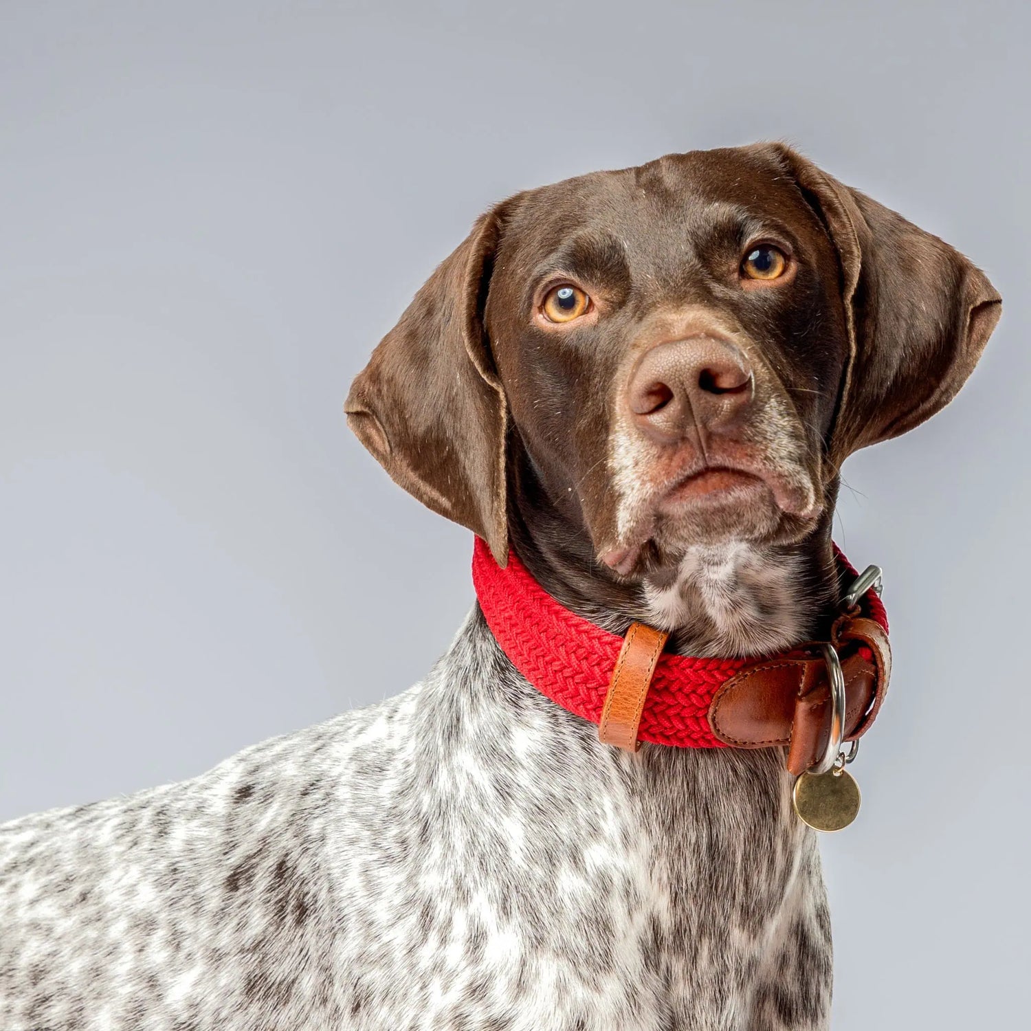 Stylish and lightweight plaid dog collar made with high-quality materials for comfort and durability. Perfect for everyday wear.