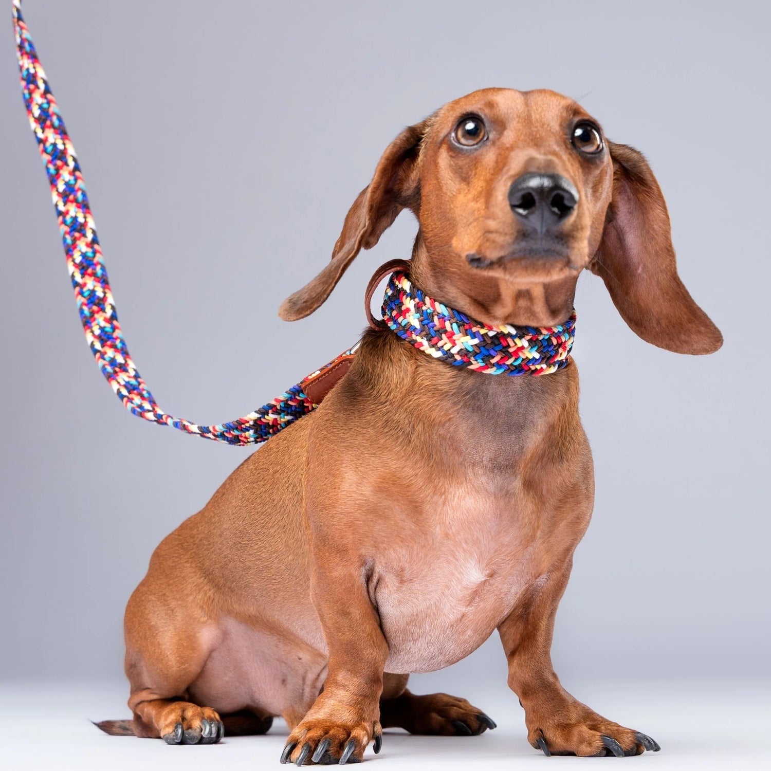 No-pull dog collar with a sturdy metal buckle and reinforced hardware, ideal for training and comfort.
