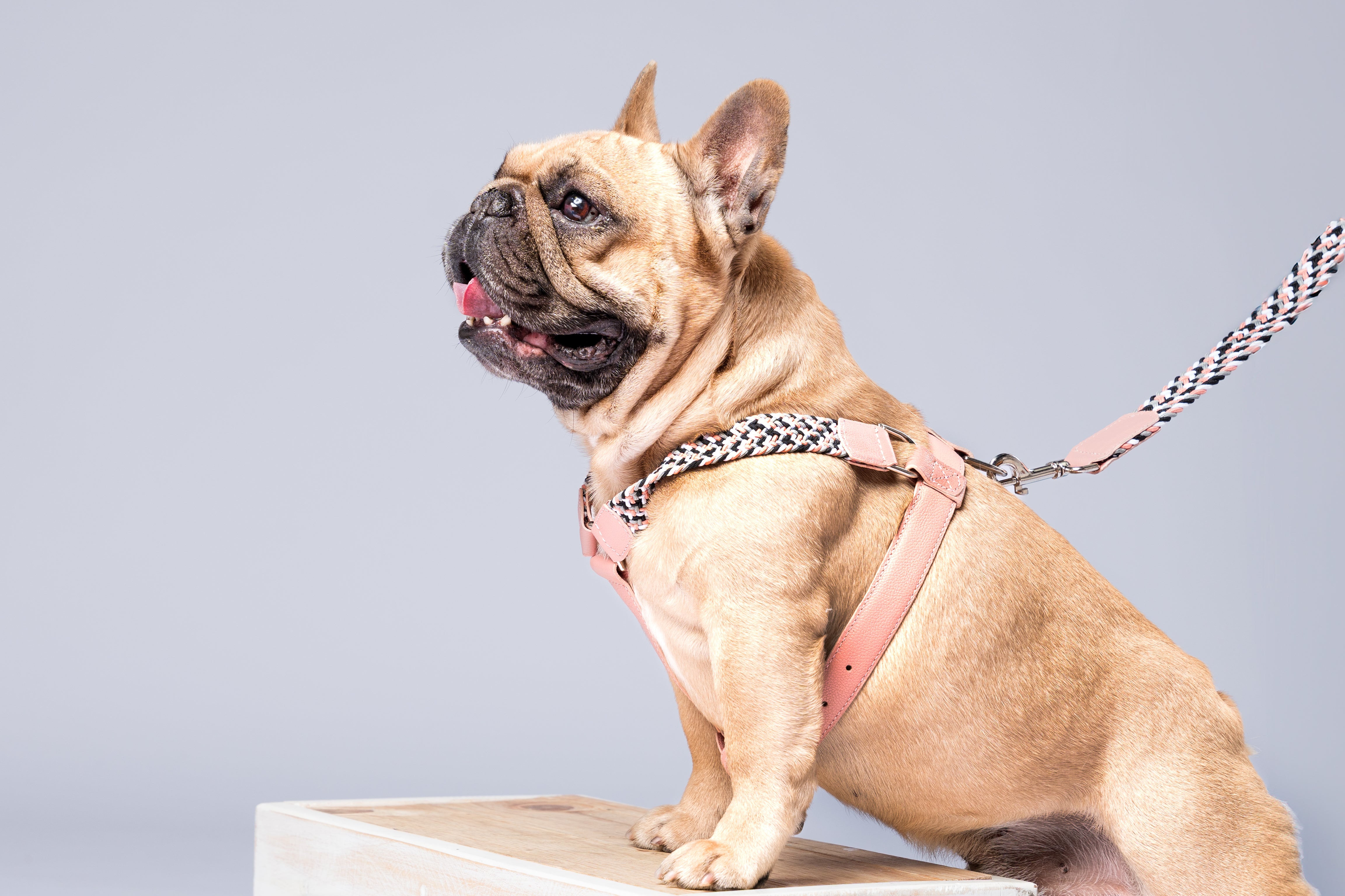 NIMBUS HARNESS - PLAID PINK – CÉLISTAIL