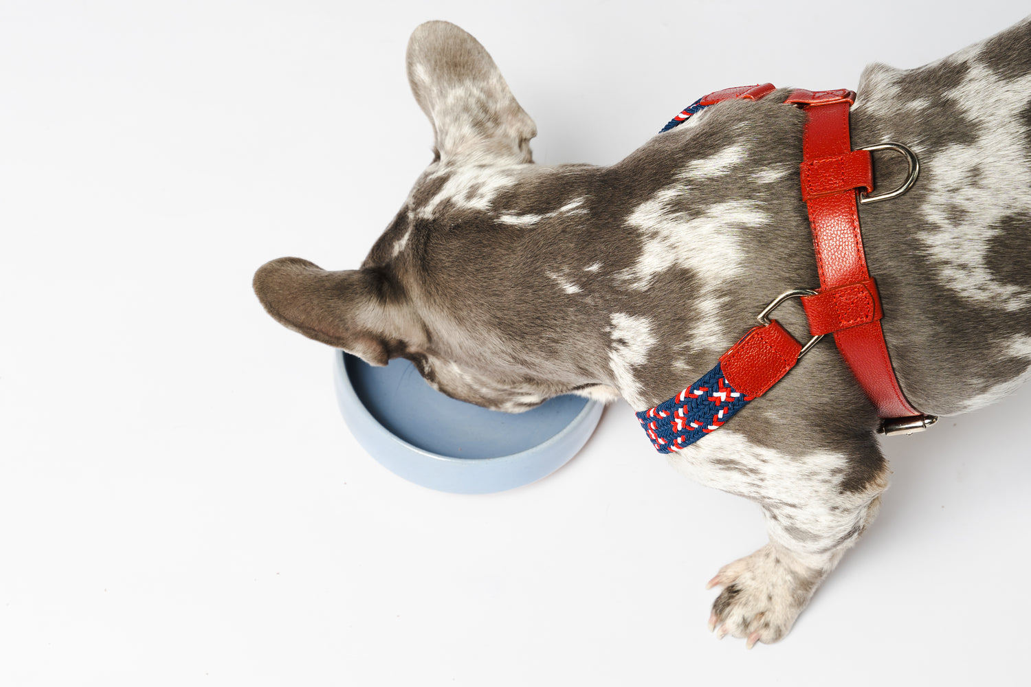 NIMBUS HARNESS - PLAID NAVY BLUE