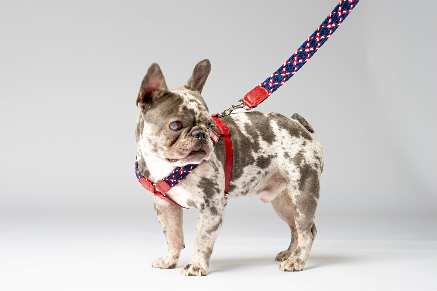 SAVANNAH LEASH - PLAID NAVY BLUE