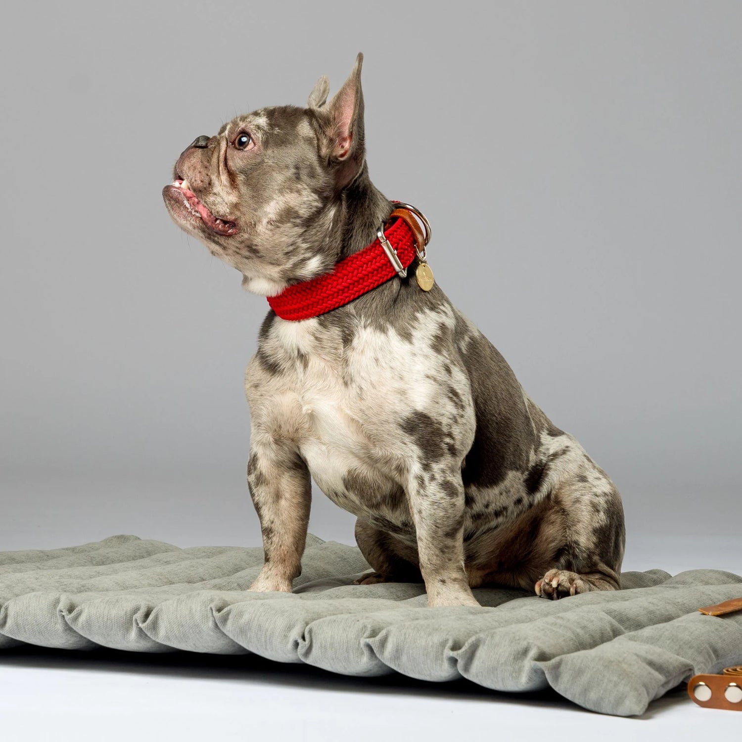 Elegant dog collar with a personalized metal name tag, featuring a durable buckle and stylish braided pattern. Designed for small, medium and large dogs.