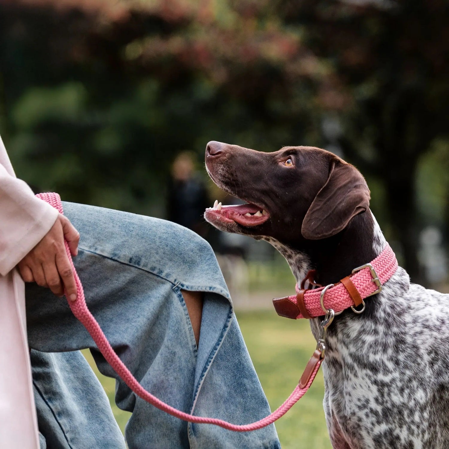 Elegant dog collar with a personalized metal name tag, featuring a durable buckle and stylish braided pattern. Designed for small, medium and large dogs.