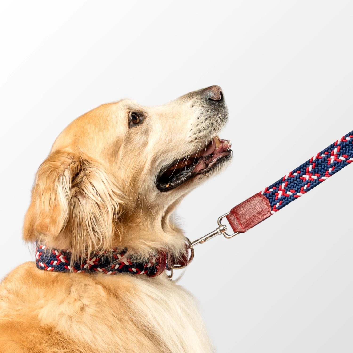 Elegant dog collar with a personalized metal name tag, featuring a durable buckle and stylish braided pattern. Designed for small, medium and large dogs.