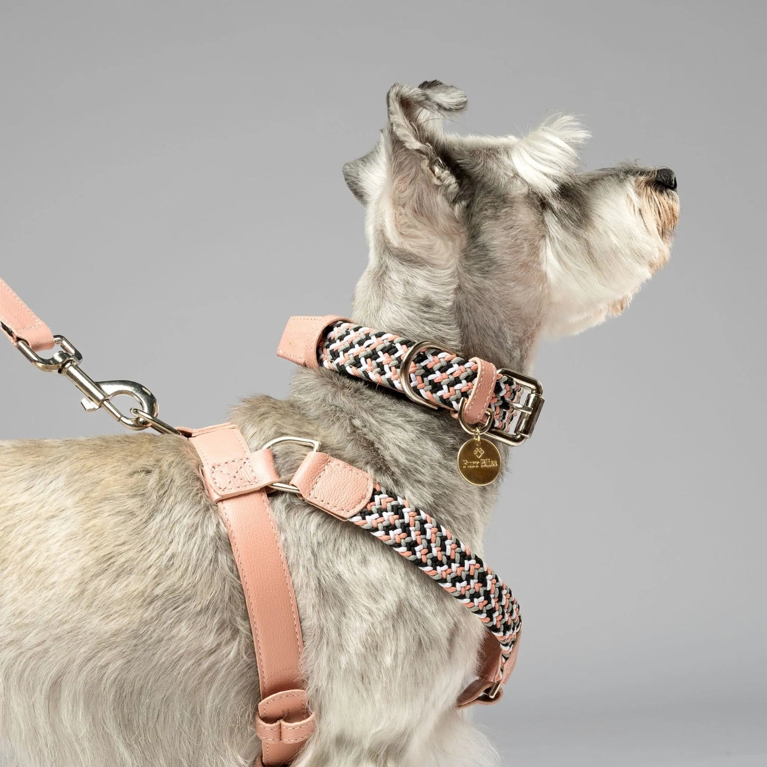 Handcrafted leather dog collar with a personalized name tag for stylish and secure pet identification.