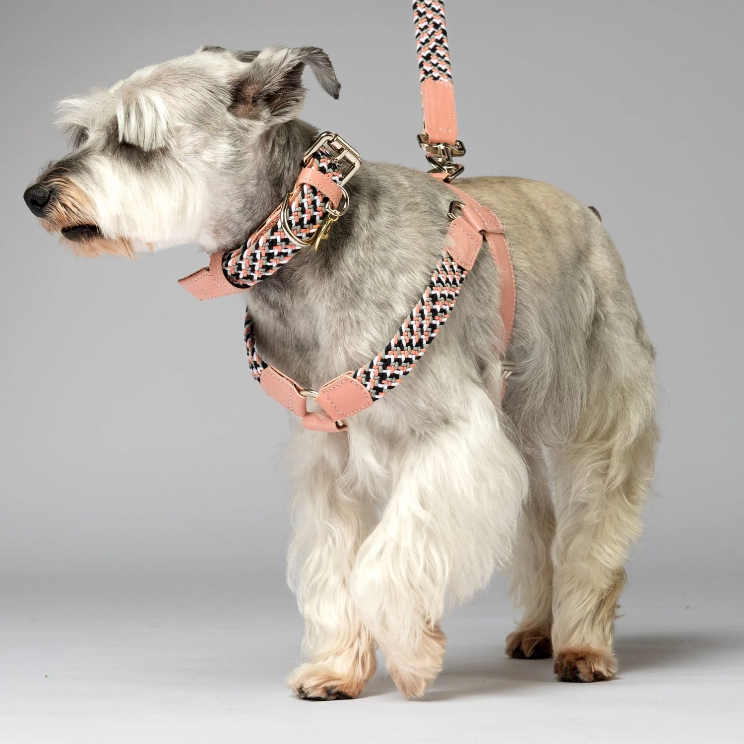 Luxury handmade designer dog collar featuring a unique multicolor braided pattern. Perfect for fashionable pet owners.
