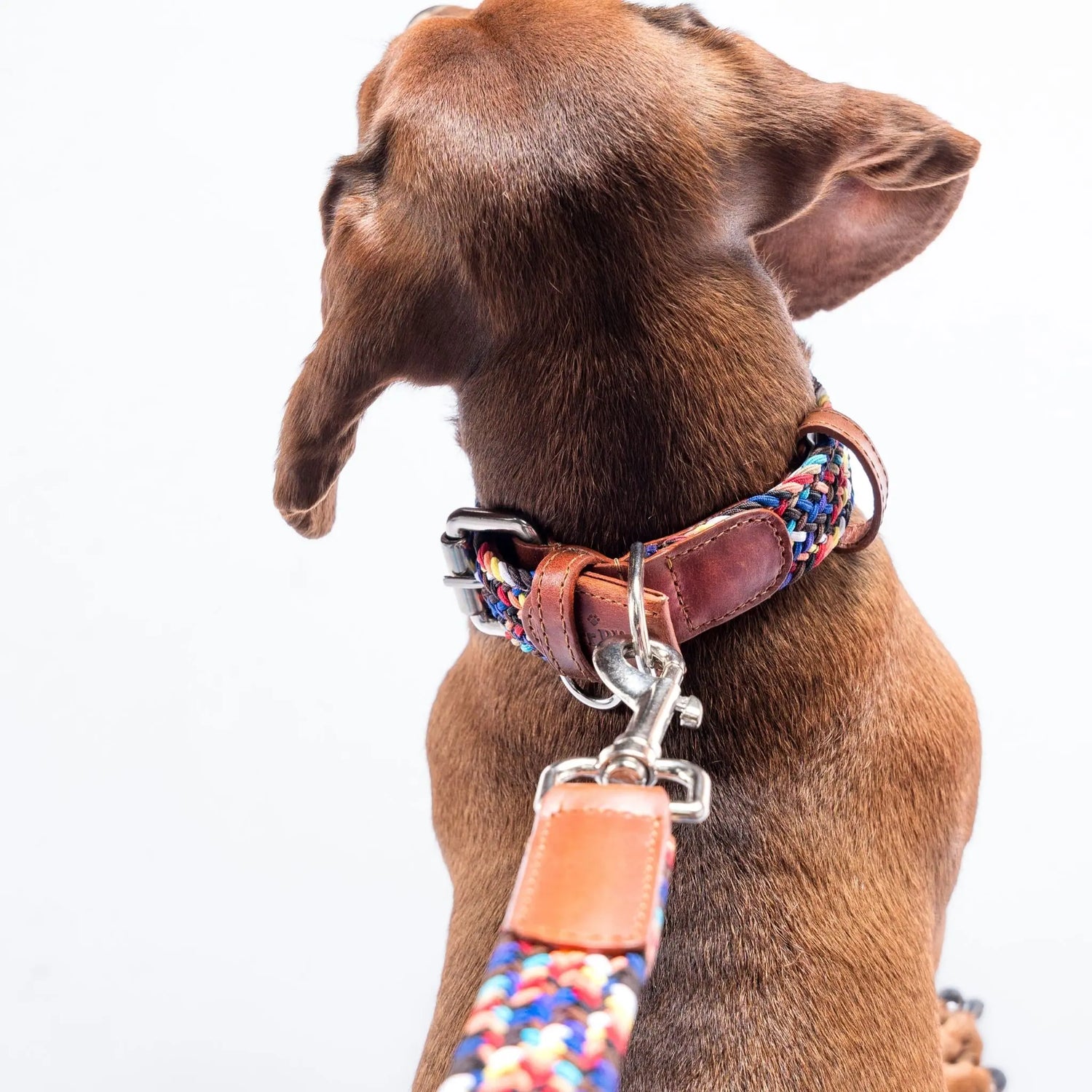 Luxury designer dog collar with a unique multicolor pattern, perfect for fashion-conscious pet owners.