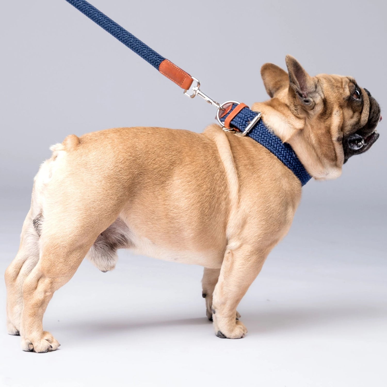 Handmade dog collar crafted with braided polyester and 100% genuine leather. Corrosion-resistant buckle ensures long-lasting durability for active dogs.