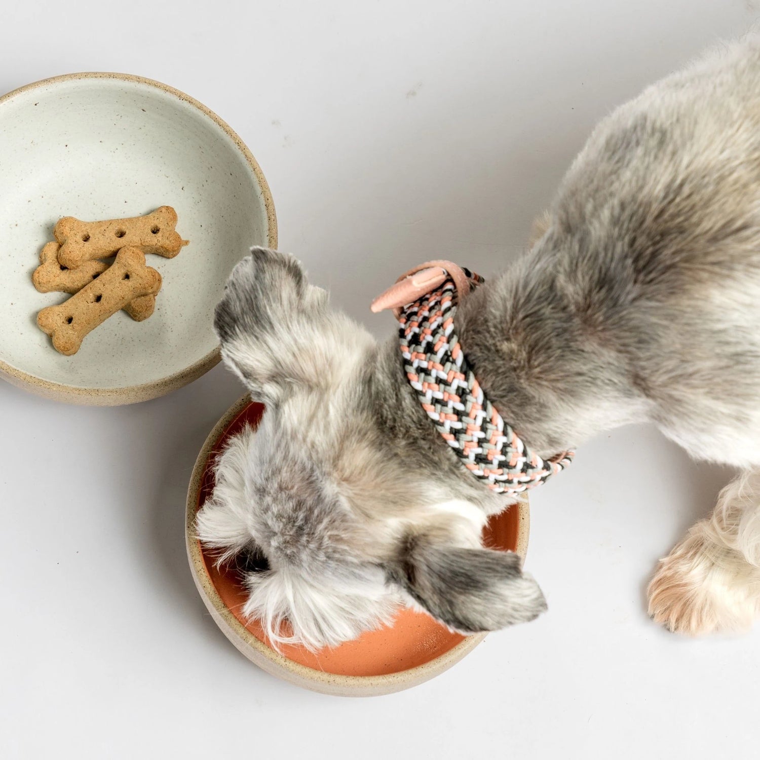 No-pull adjustable dog collar with a durable metal buckle, designed to reduce pulling and ensure maximum comfort.