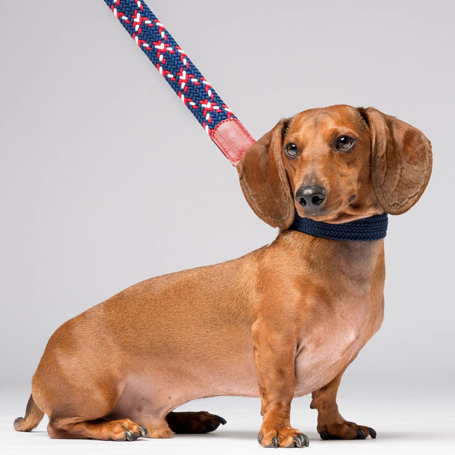 high-quality dog collar with reinforced metal buckle, soft leather details, and customizable name tag. Comfortable and durable.