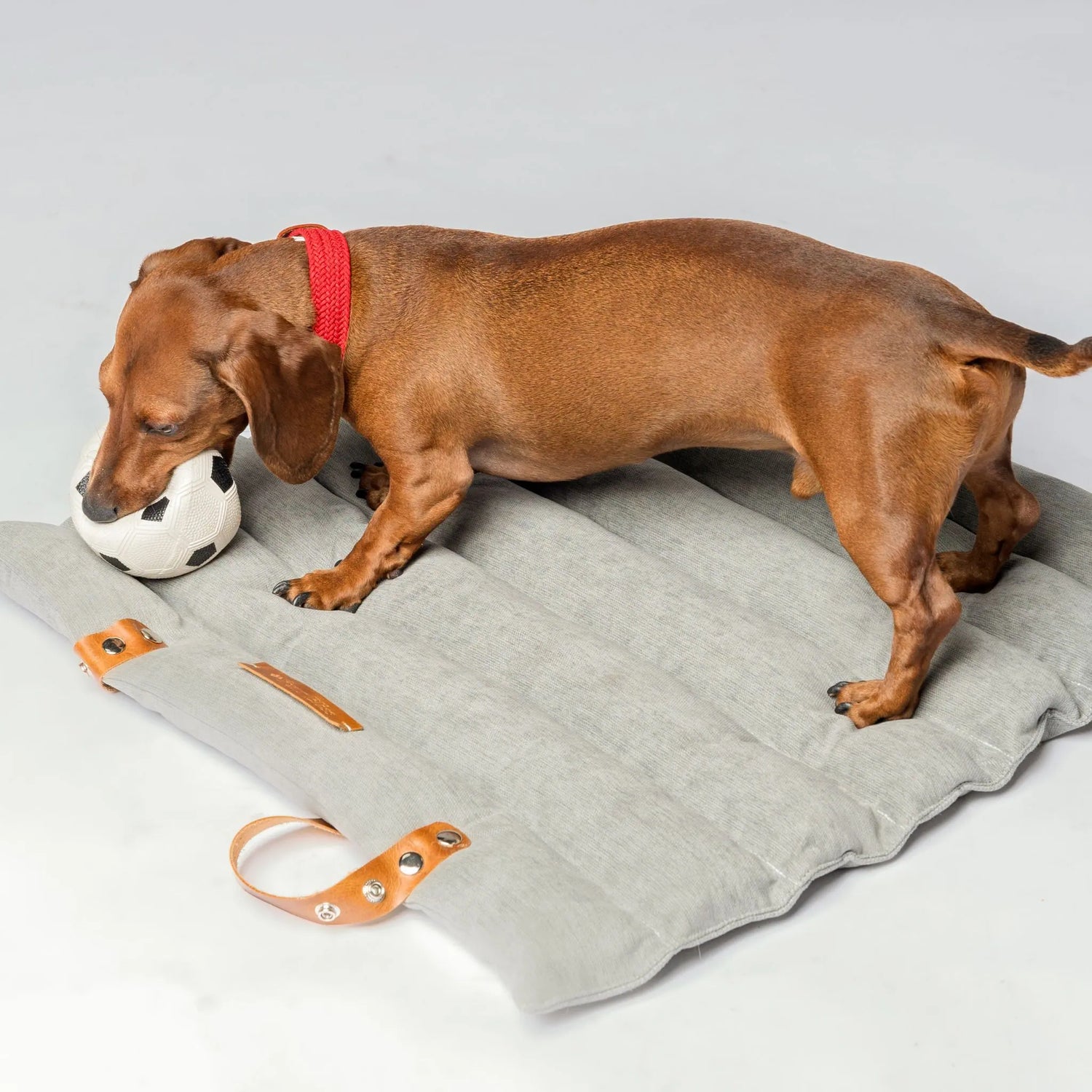 high-quality dog collar with reinforced metal buckle, soft leather details, and customizable name tag. Comfortable and durable.
