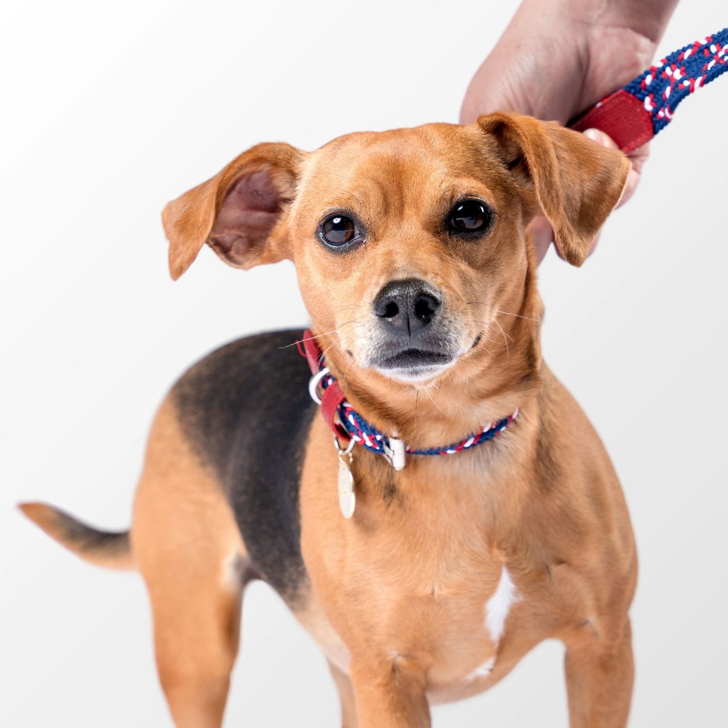 Close-up of a high-quality dog collar with reinforced metal buckle, soft leather details, and customizable name tag. Comfortable and durable.