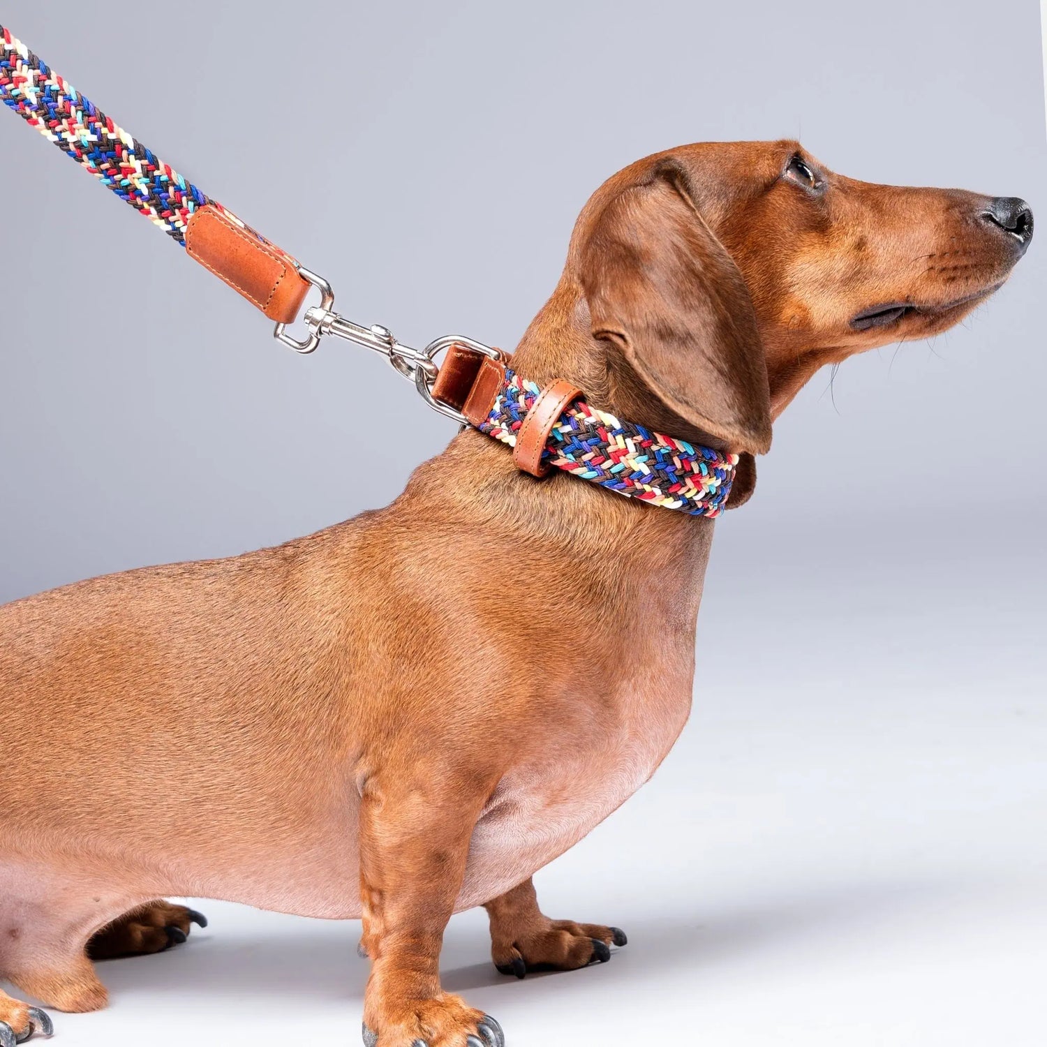Custom engraved leather dog collar with nameplate, durable and stylish for personalized pet identification.