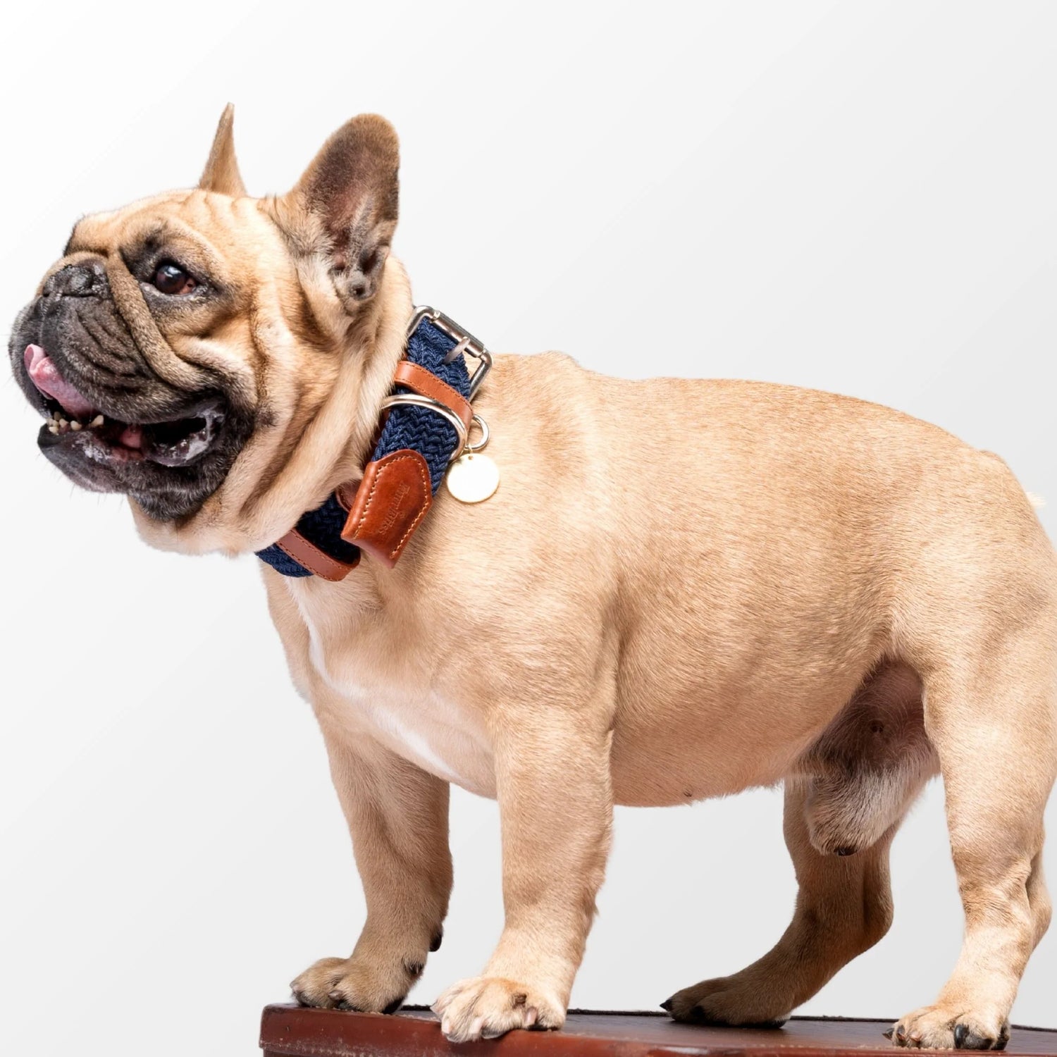 Small dog wearing a stylish and breathable leather dog collar with a no-pull feature. Perfect for comfort and safety during walks.