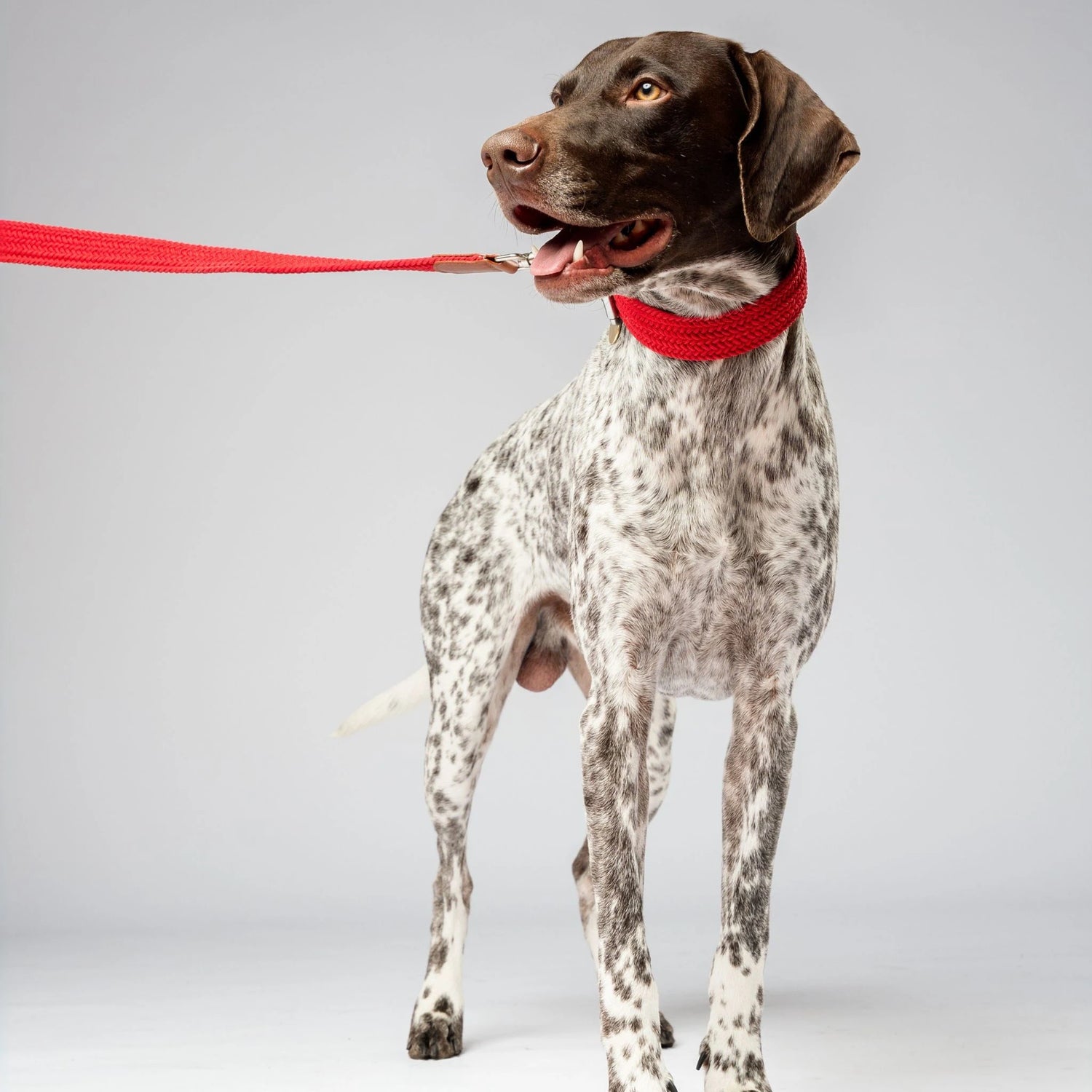 Small dog wearing a stylish and breathable leather dog collar with a no-pull feature. Perfect for comfort and safety during walks.