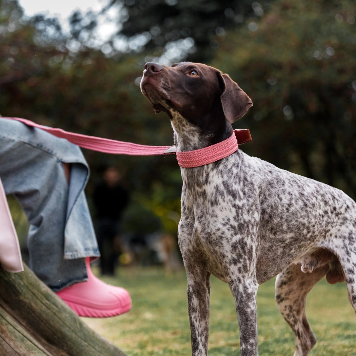 Small dog wearing a stylish and breathable leather dog collar with a no-pull feature. Perfect for comfort and safety during walks.