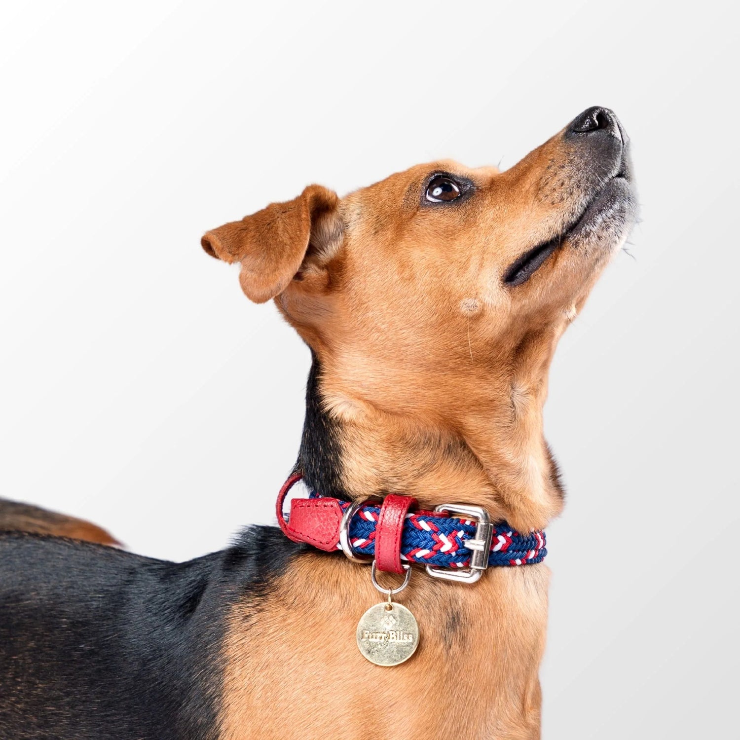 Small dog wearing a stylish and breathable leather dog collar with a no-pull feature. Perfect for comfort and safety during walks.